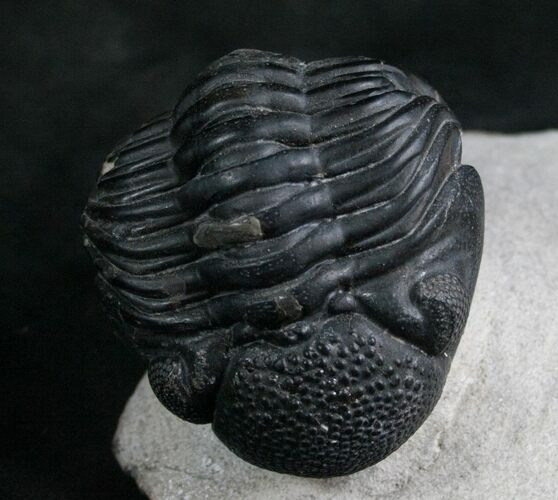 Beautiful Phacops Trilobite - Mrakib, Morocco #7964